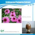 Kräuterextrakt Echinacea Purpurea Extrakt /